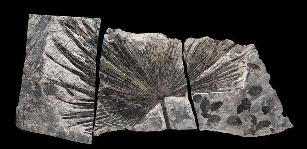 fossil palm leaf