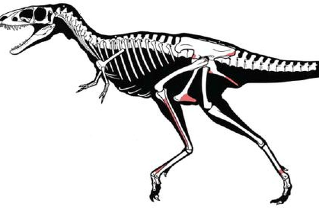 20110520083149raptorex-skeleton.jpg
