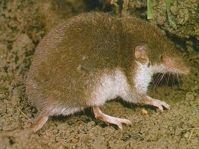 The bicolored white-toothed shrew (Crocidura leucodon), a small mammal known to carry and transmit Borna disease virus to other animals.