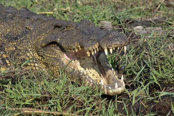 Crocodile Smile thumbnail