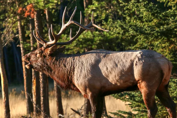 Morning rut thumbnail