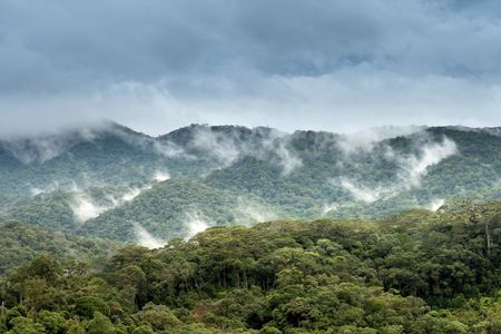 The creation of clouds over forested areas shows that reforestation would likely be more effective at cooling Earth’s atmosphere than previously thought, a Princeton study says.

