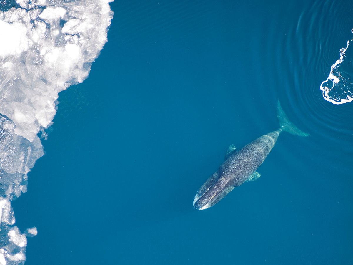 60マイル離れた2頭のホッキョククジラはどのようにしてダイビングを同期させたのでしょうか?