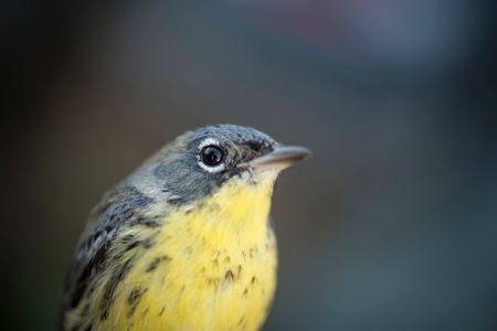 Close-up of a Kirtland's warbler songbird