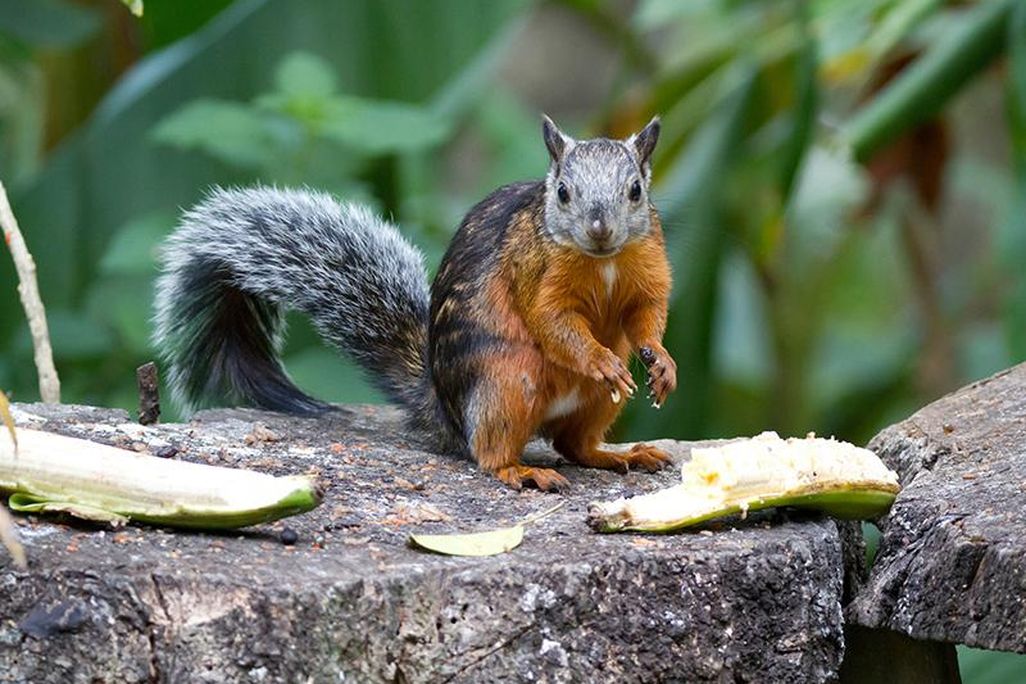 Variegated Squirrel