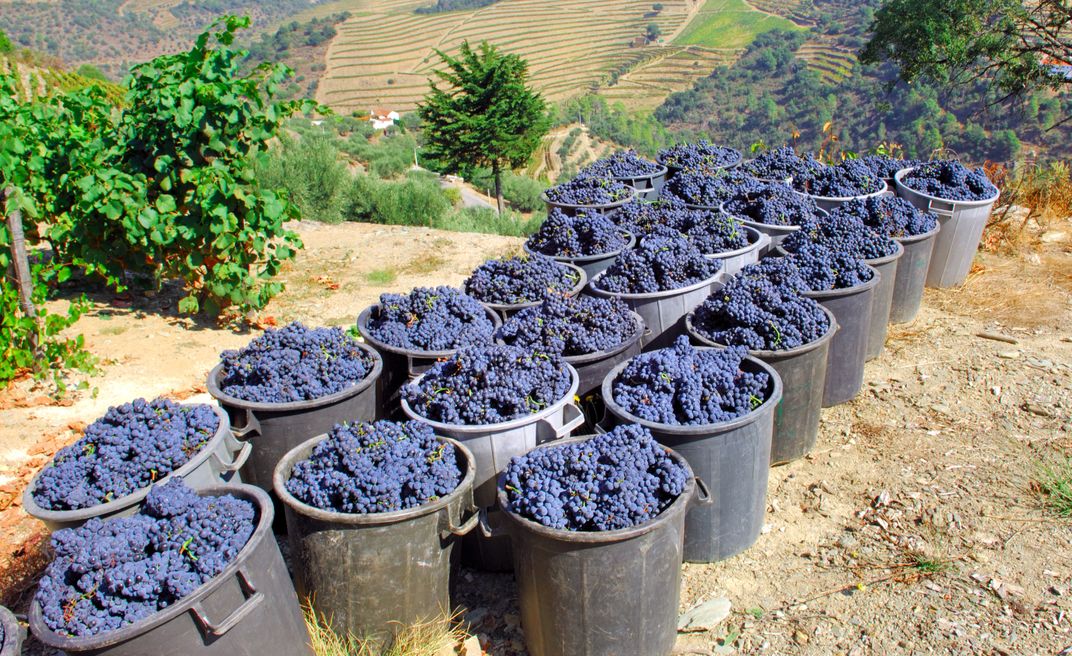 Harvesting grapes along the Douro River