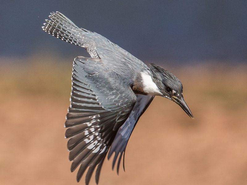 Dive! Dive! Dive! Belted Kingfisher fishing | Smithsonian Photo Contest | Smithsonian Magazine