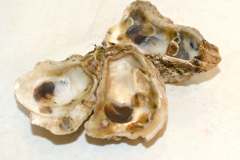 an oyster bed.jpg