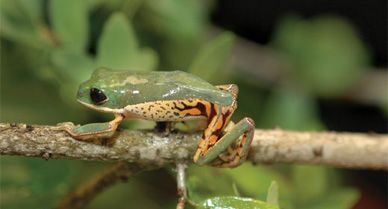 The South American monkey frog and some other tree frogs can endure sunlight and dry air for long periods.