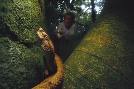 University of Sao Paulo researcher Marcio Martins holds one snake while watching another, a deadly venomous snake living only on Queimada Grande Island, Atlantic Forest, Brazil.