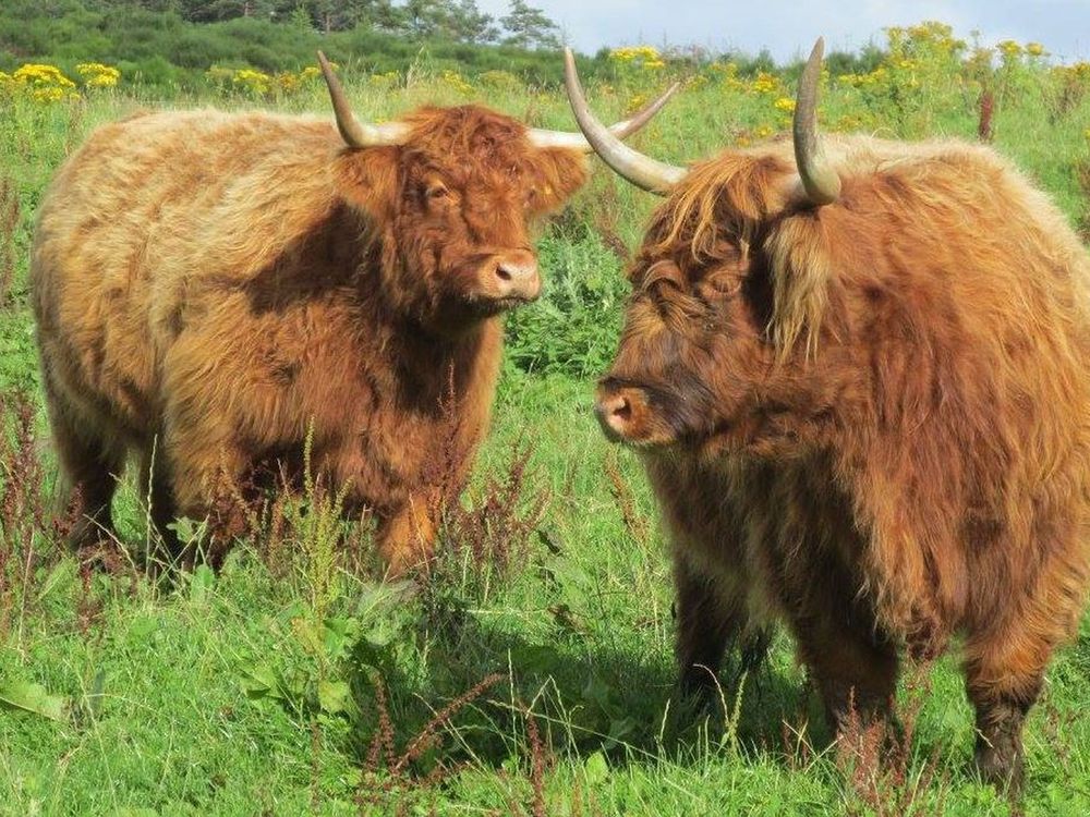 Highland Coos in Scotland | Smithsonian Photo Contest | Smithsonian ...
