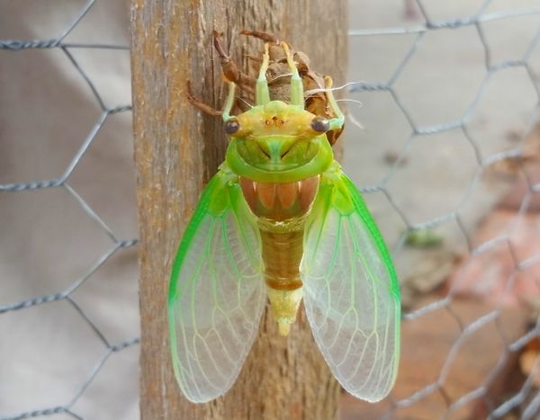 Cicada Shedding Its Skin thumbnail
