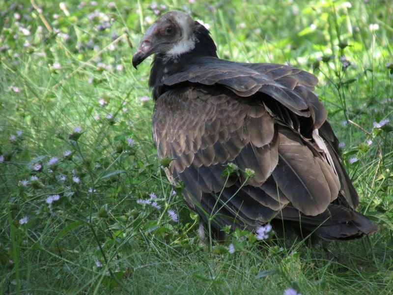 A Young Adult Turkey Vulture | Smithsonian Photo Contest | Smithsonian ...