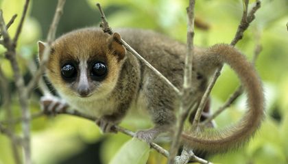Soon After Dinosaur Decimation, Our Primate Ancestors Began Pouncing on Prey