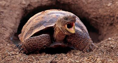 A desert tortoise (emerging from its den) may use the same burrow for many years.