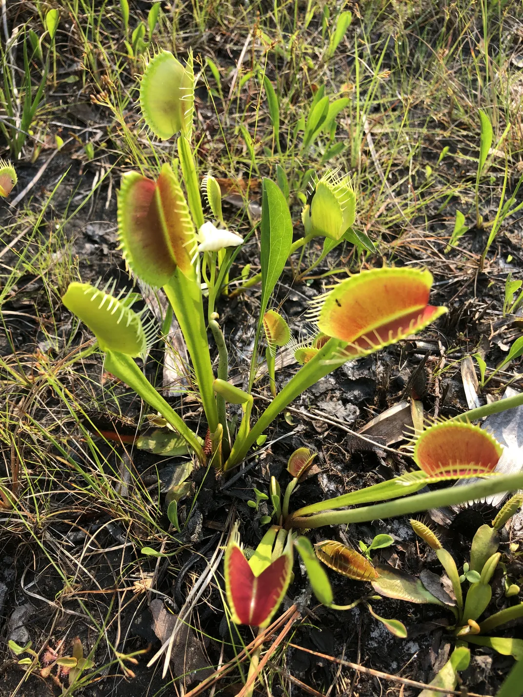 Venus flytraps