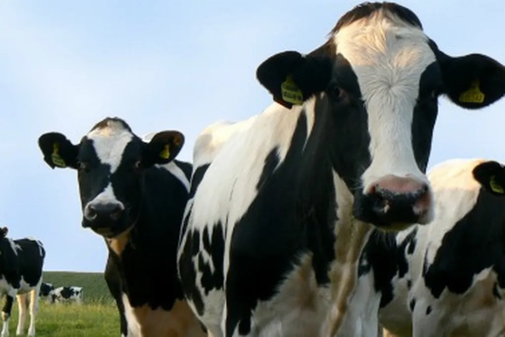Seemingly benign bovines