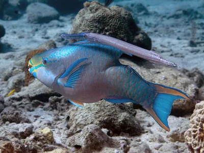 A trumpetfish shadows a parrotfish. A new study suggests that this tactic makes it harder for prey to notice the predatory trumpetfish behind the non-threatening, plant-eating parrotfish.
