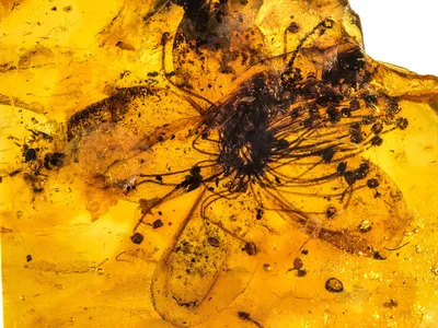 The flower measures roughly an inch across and is at least three times larger than all other known amber-encased blossoms.
