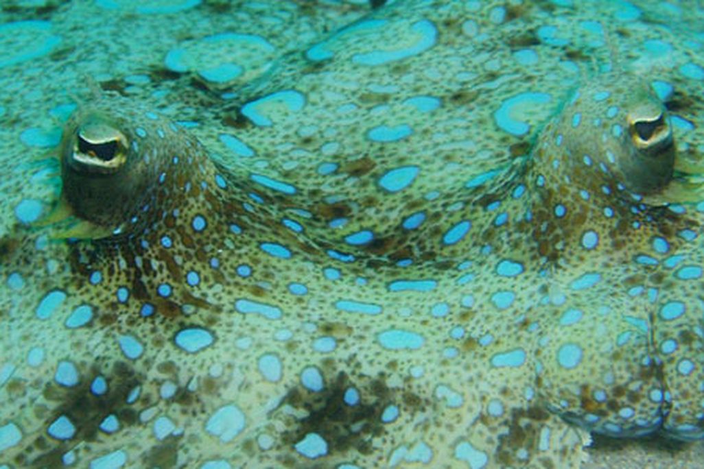 Peacock Flounder