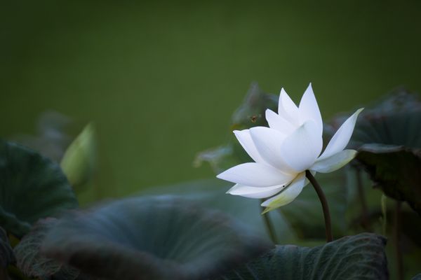 White Lotus thumbnail