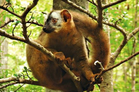 Balding on the lemurs' lower backs indicated frequent itching and scratching associated with rashes caused by a common pesky parasite.