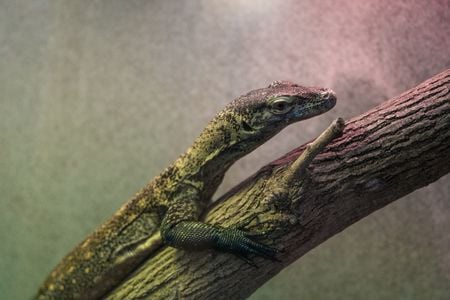 Reptile keepers are warming up to a new monitor lizard this winter, a young Komodo dragon named Onyx.