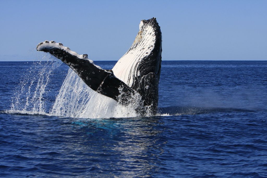 A humpback whale breaking the surface of the water.