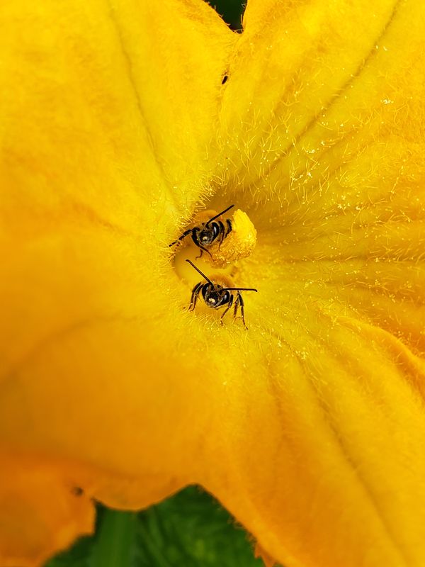 Bee buddies in a zucchini flower thumbnail