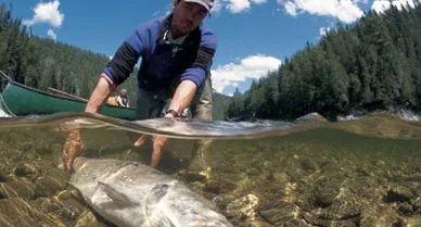 Canadian biologist Pierre D'Amours surveys rivers (here the Restigouche in New Brunswick) to learn what is responsible for the dwindling population of Atlantic salmon.