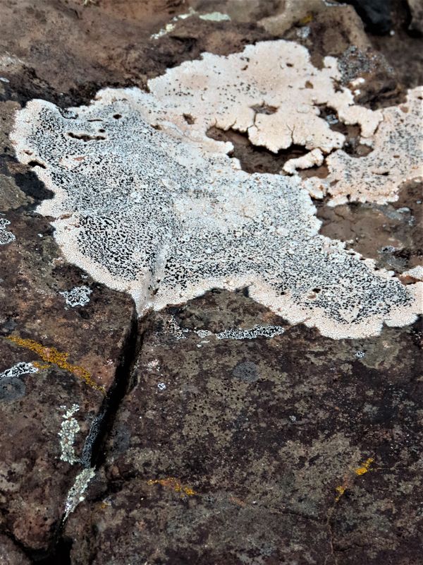 lichen on rock thumbnail