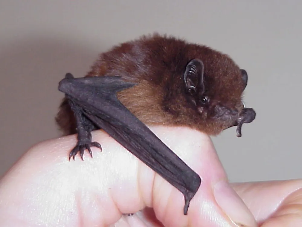 An image of a small long-tailed bat resting on a human's thumb.