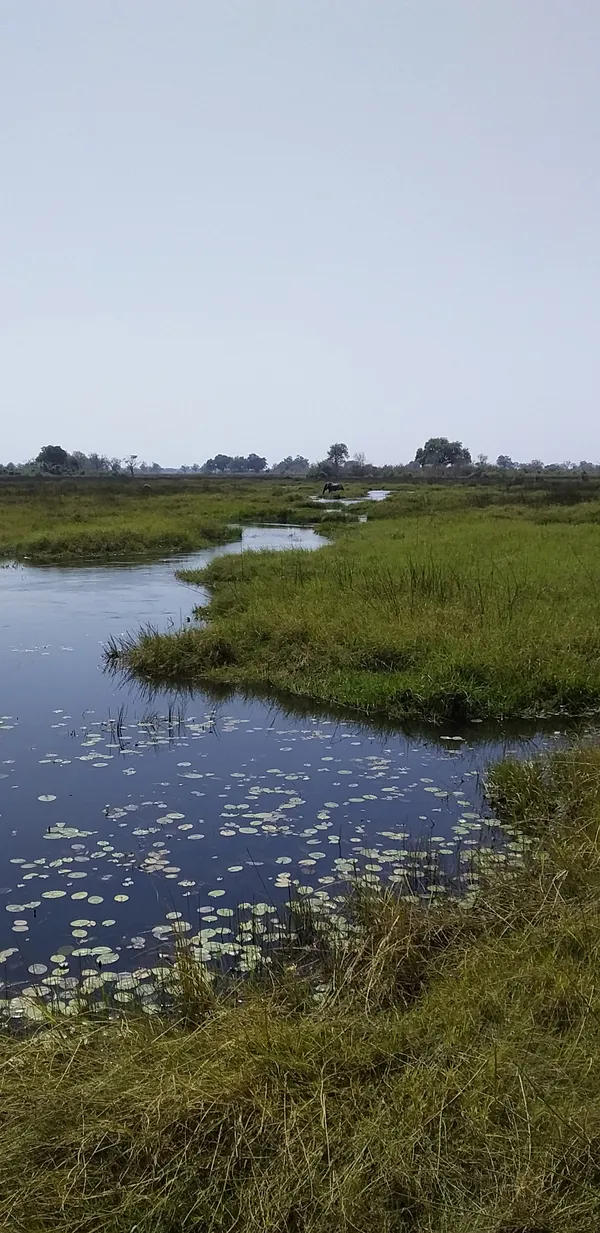 Okavango delta thumbnail