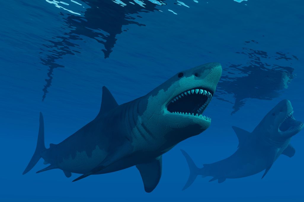 Megalodon