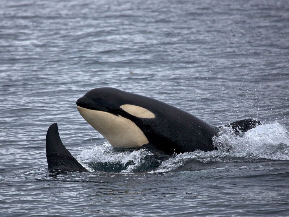 Two orcas swimming