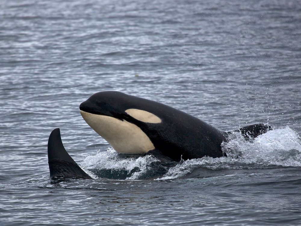 Nine Orcas Have Died in Fishing Gear Near Alaska This Year, Smart News