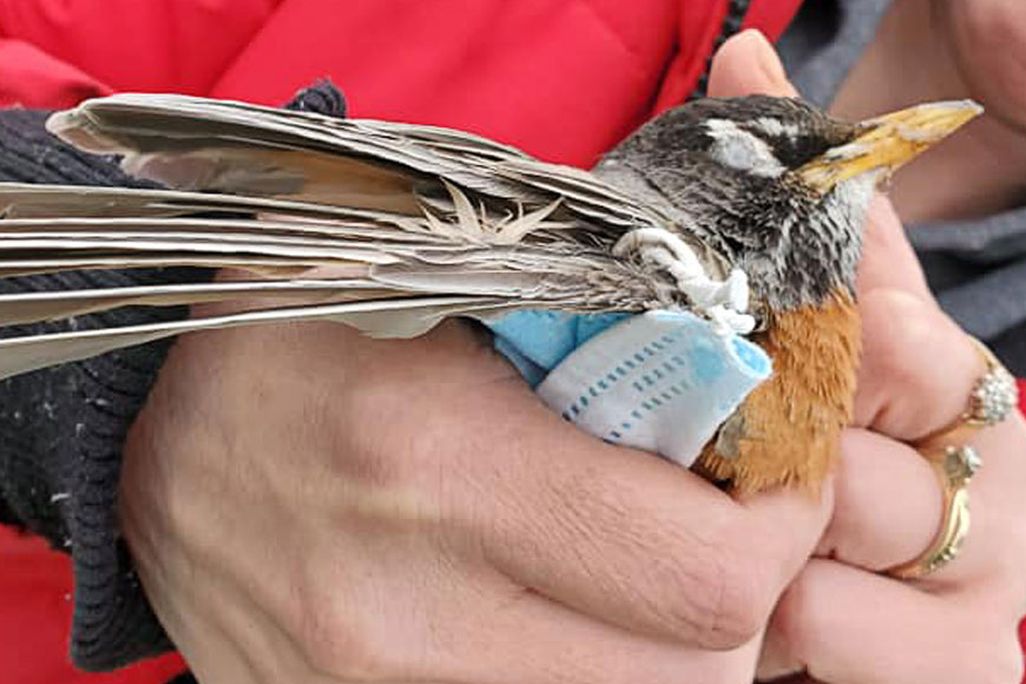 An image of a person holding an American Robin in their hands. The bird has a mask wrapped around its wing.