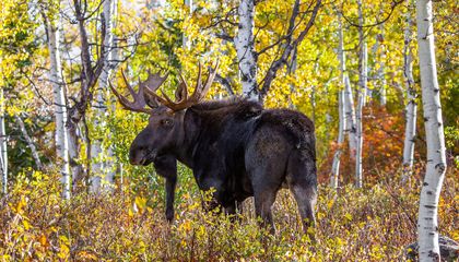 How Should Colorado Handle Its Booming Moose Population?