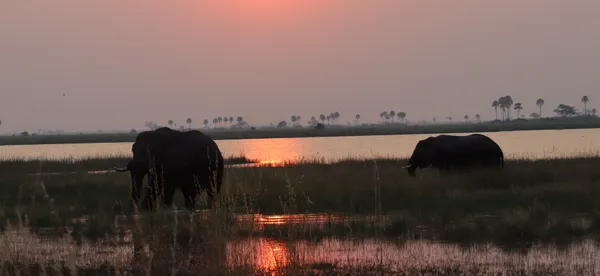 Elephants Crossing At Sunset thumbnail