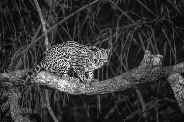 Ocelot on a thick jungle vine thumbnail