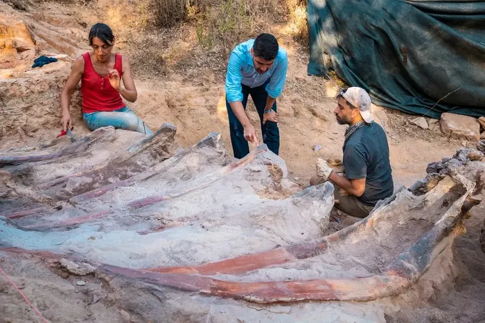 Três paleontólogos em torno de grandes ossos de costela