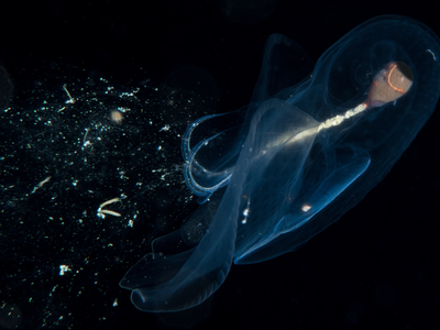 A pelagic snail ensnares food with with a mucous web.