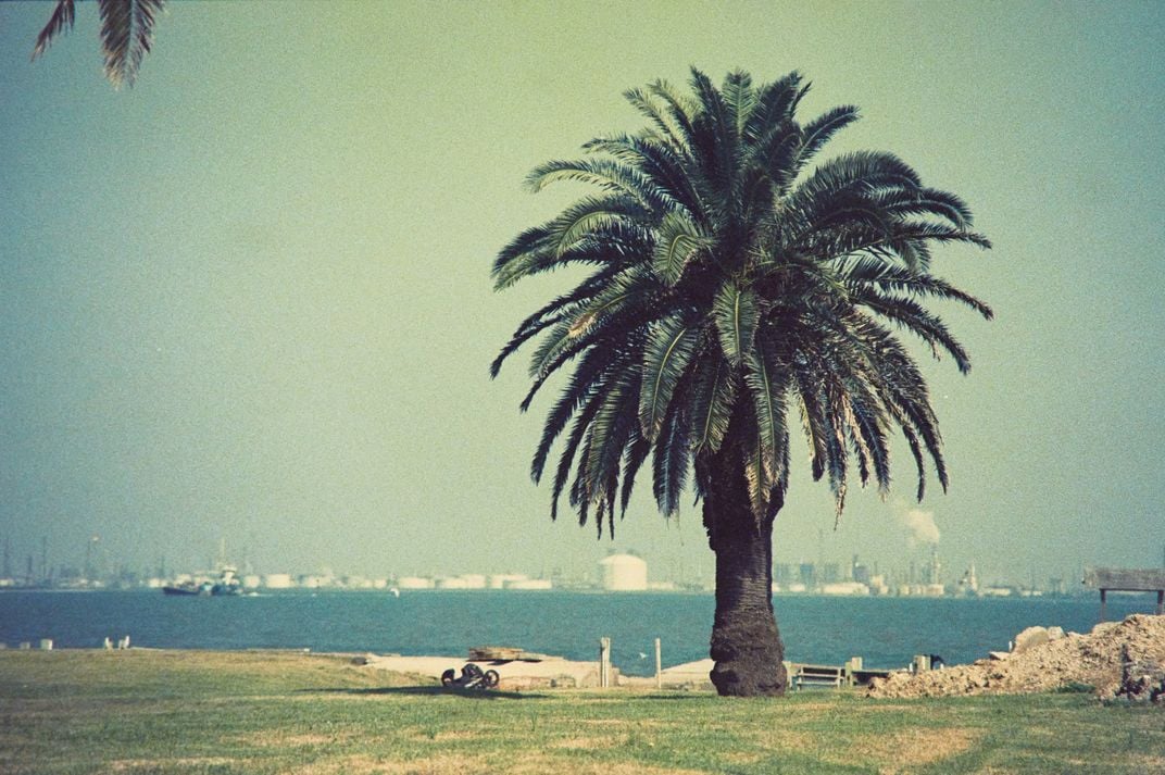 A palm tree on Channelview Drive facing West Galveston Bay
