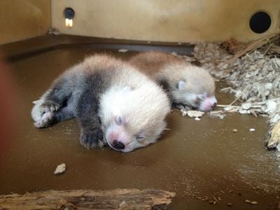 Two red panda cubs were born at the the Smithsonian's Conservation Biology Institute last week. 