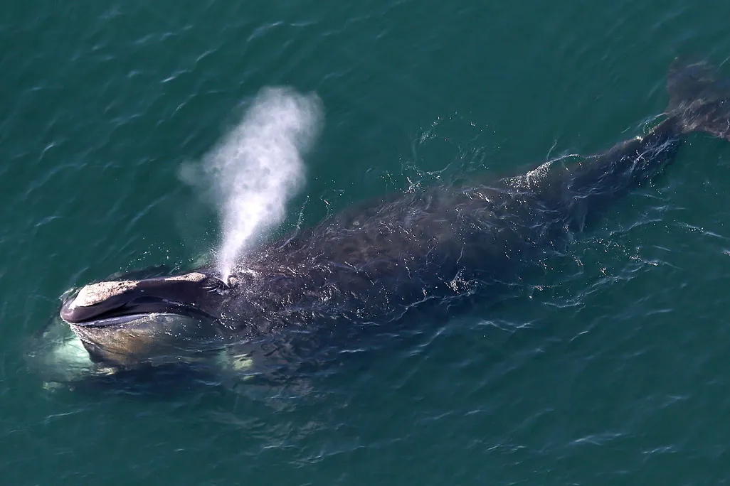 A North Atlantic right whale off the coast of Massachusetts, blowing water through its blowhole