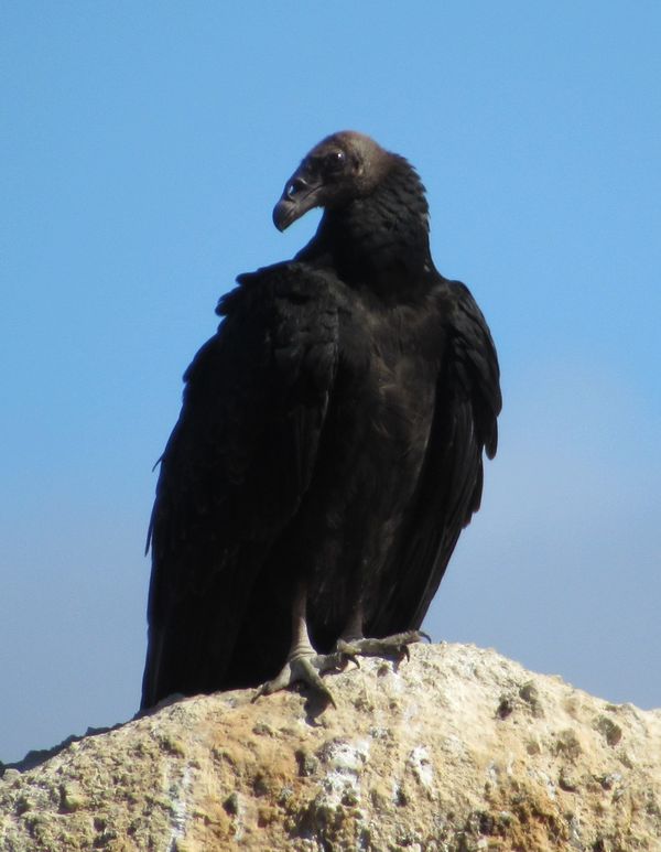 Young Vulture at Point Lobos thumbnail
