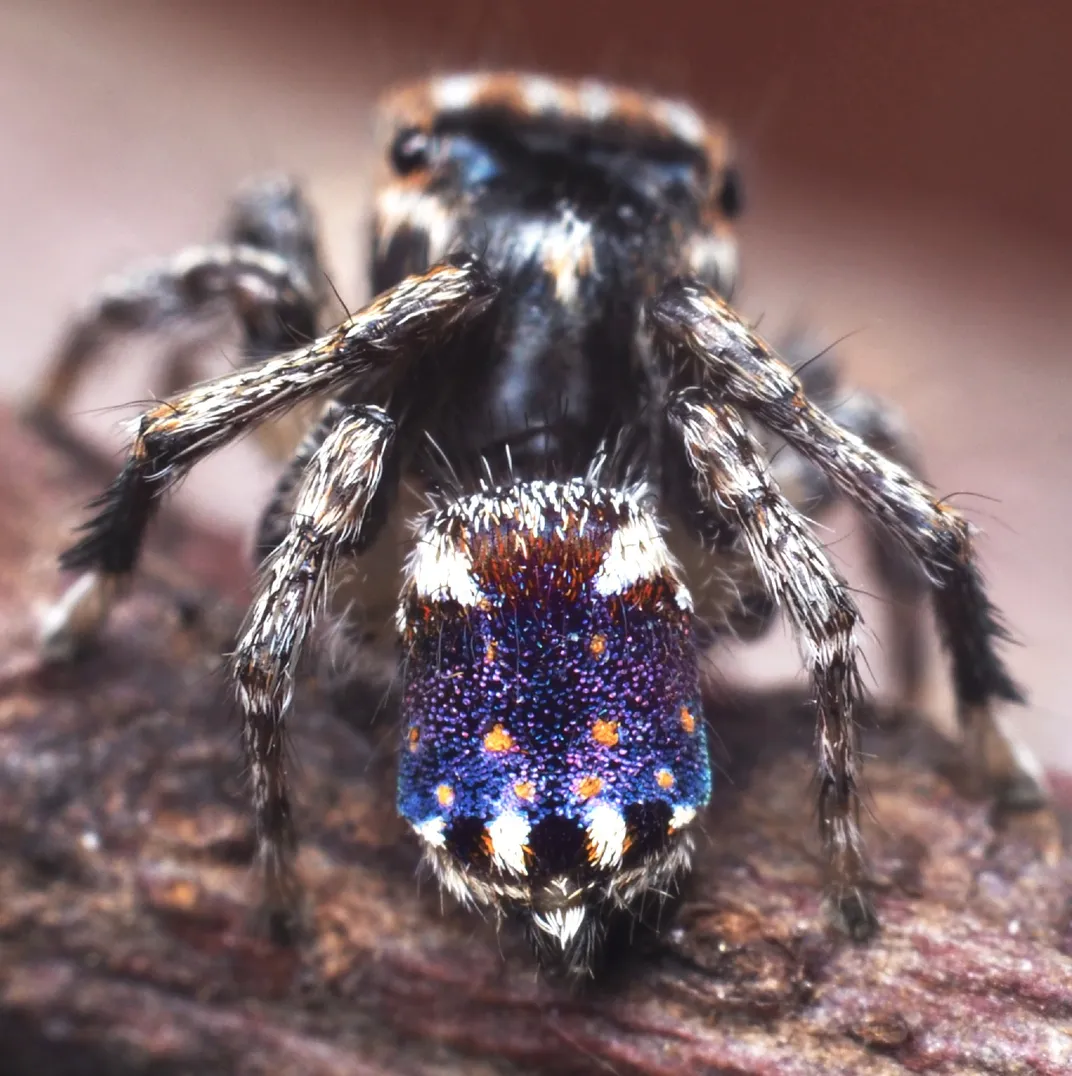 See Seven New Dazzling, Dancing Peacock Spiders, Smart News