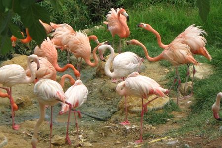 Flamingos at the the Jerusalem Biblical Zoo in Israel, possibly contemplating their escape