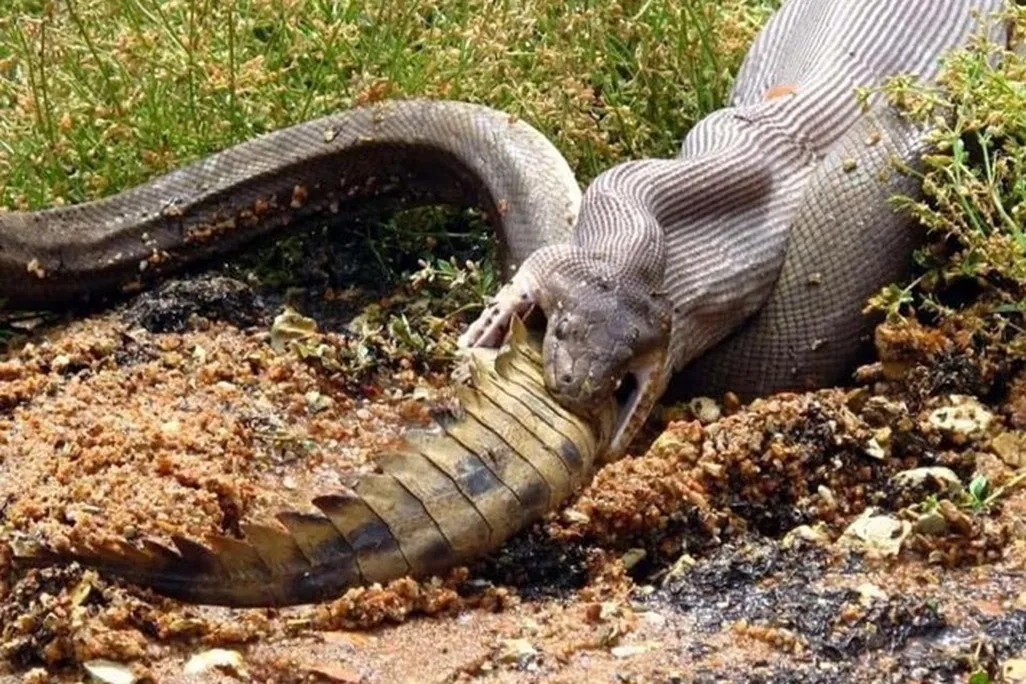 olive-python-crocodile_03_2019-07-05.jpg