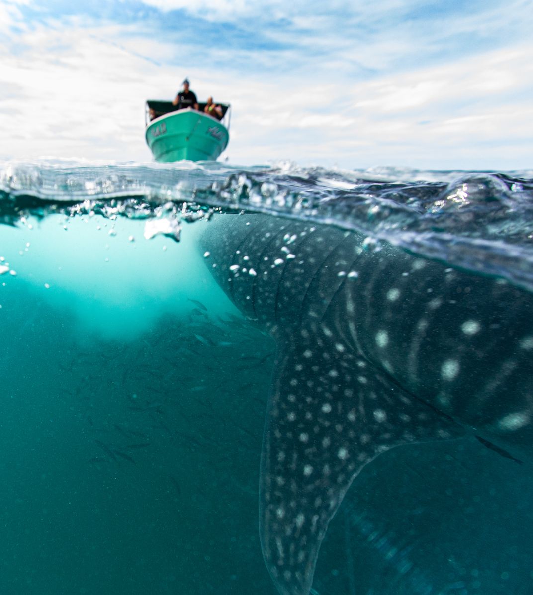 Just Bellow the Surface | Smithsonian Photo Contest | Smithsonian Magazine